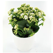 Kalanchoe branco + Cachep Branco